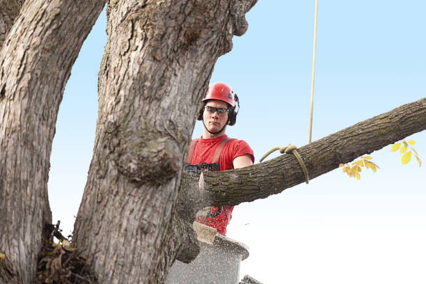 How Our Tree Care Process Works  in  Greene, IA